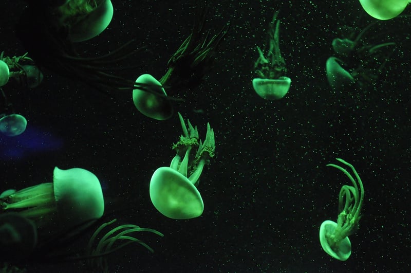 Alien Life